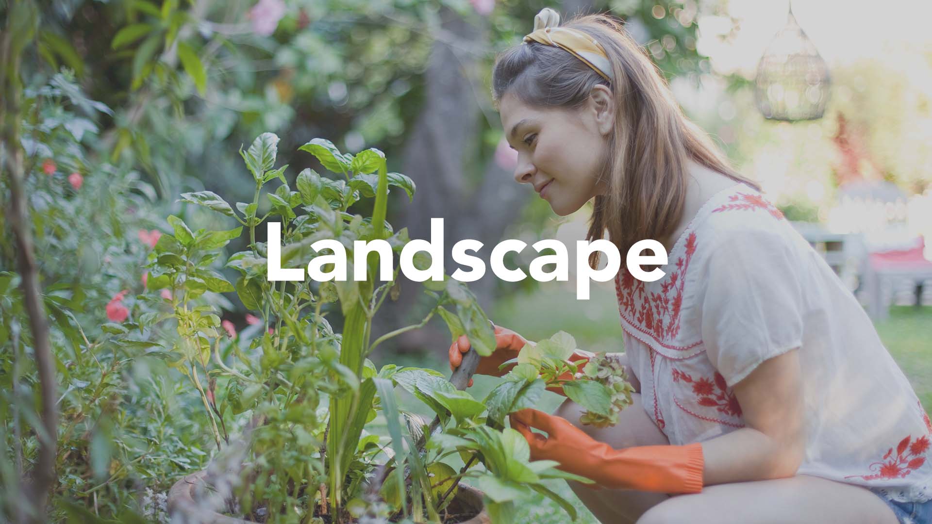 Image for Landscape